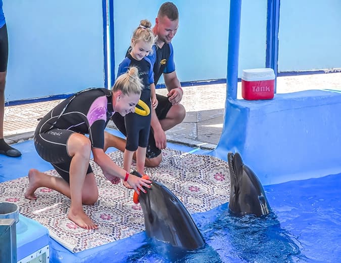 Dolphin World Show