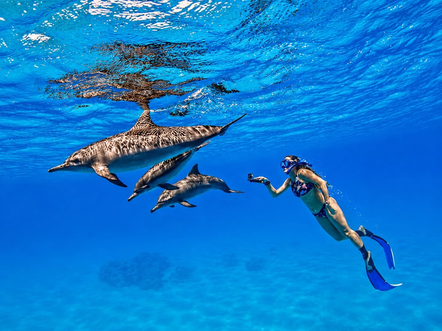 Dolphin House & Schnorcheln